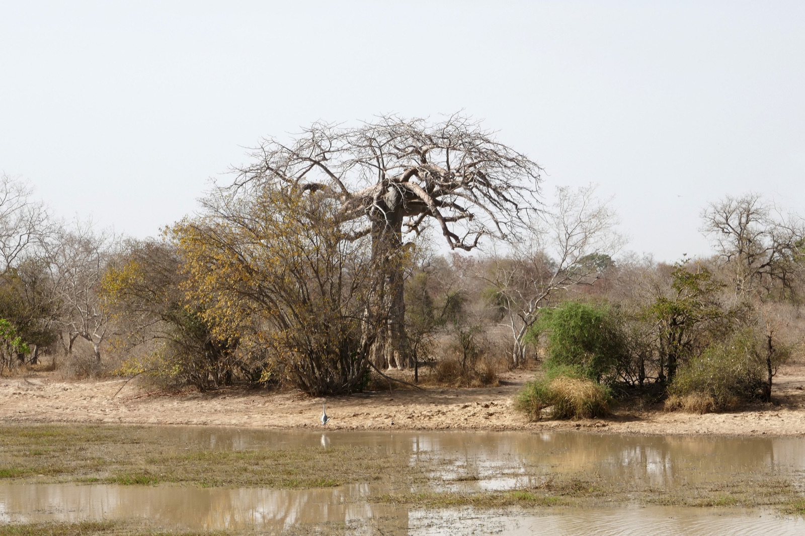 Reisfoto van Benin