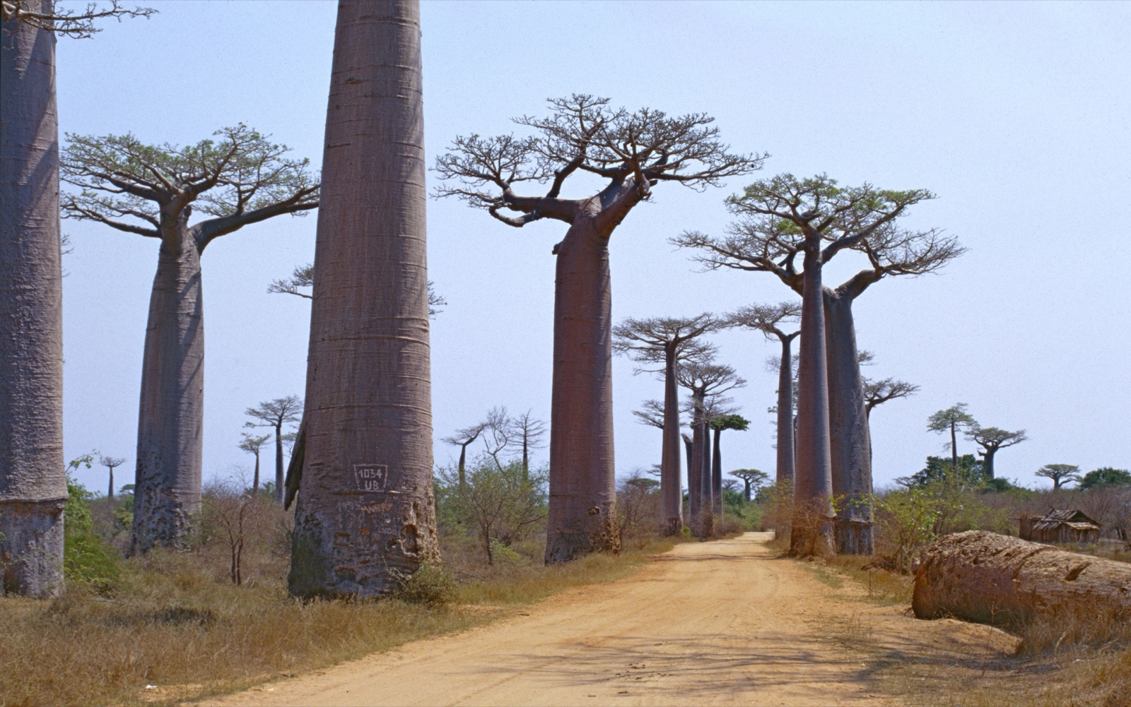Reisfoto van Madagaskar
