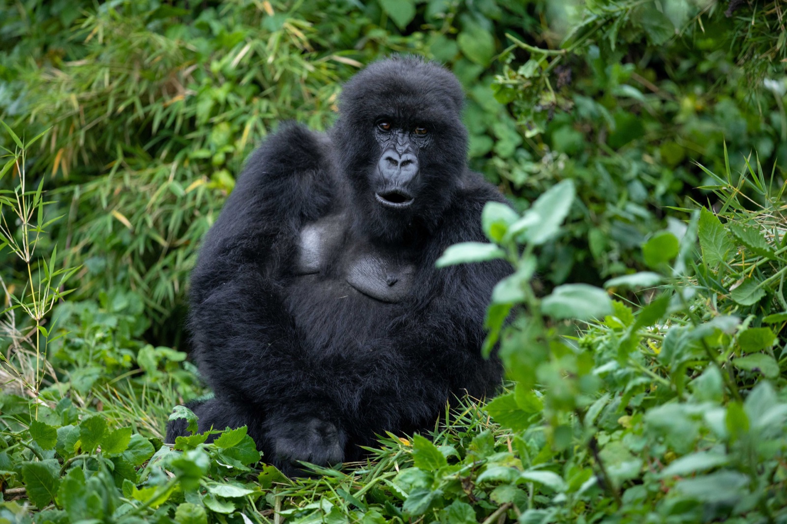 Reisfoto van Rwanda