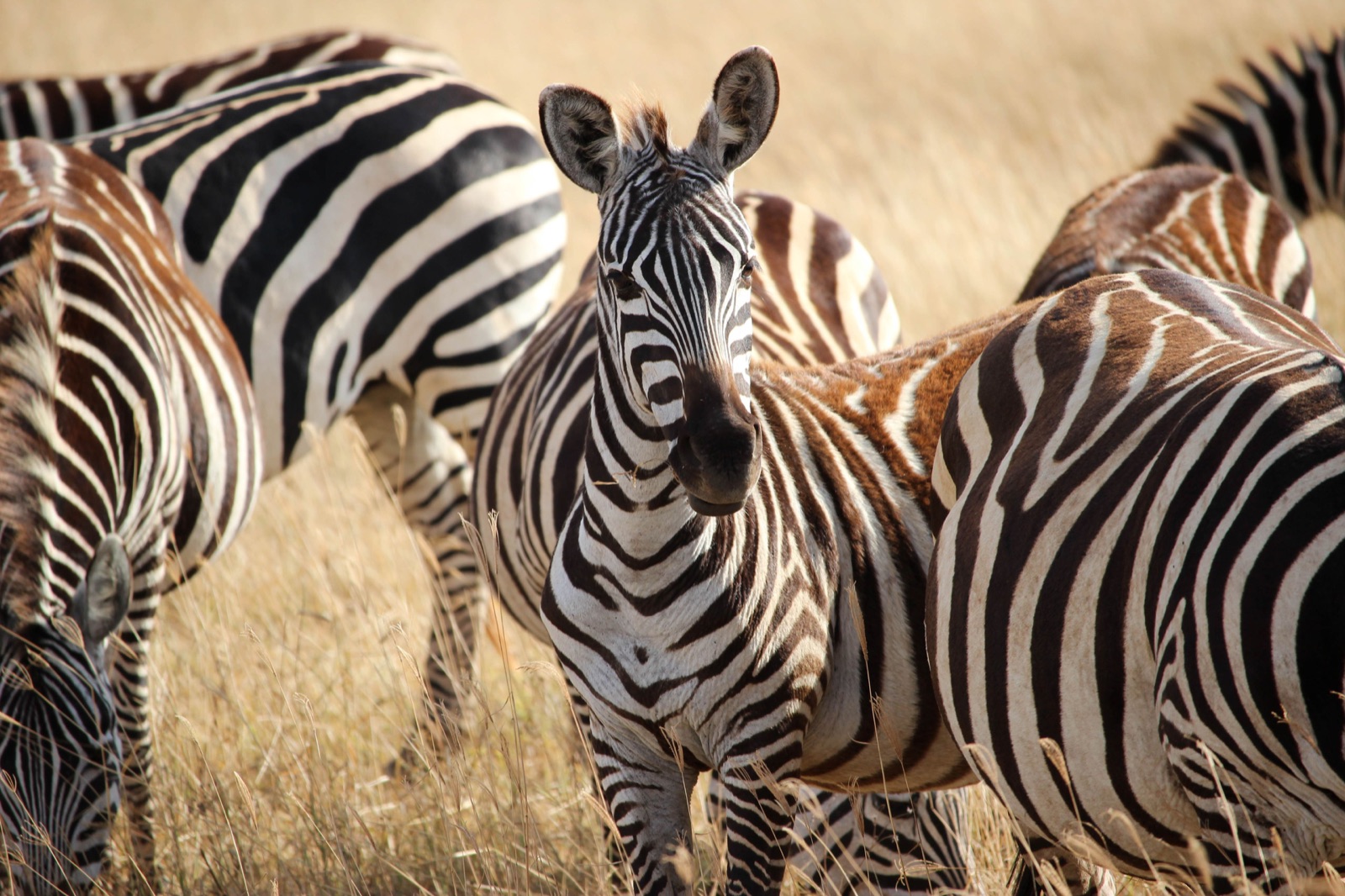 Reisfoto van Tanzania